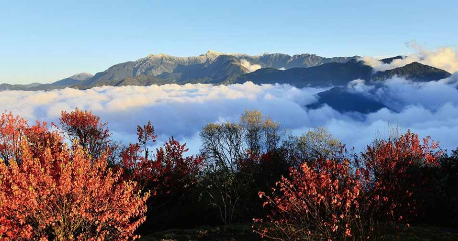 阿里山楓葉季、頂石棹起雲季(繽紛二日遊)