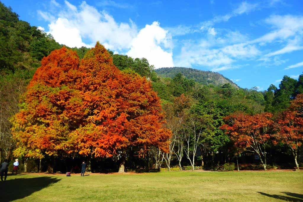 清境北歐風光～奧萬大楓紅層層（繽紛2日遊）