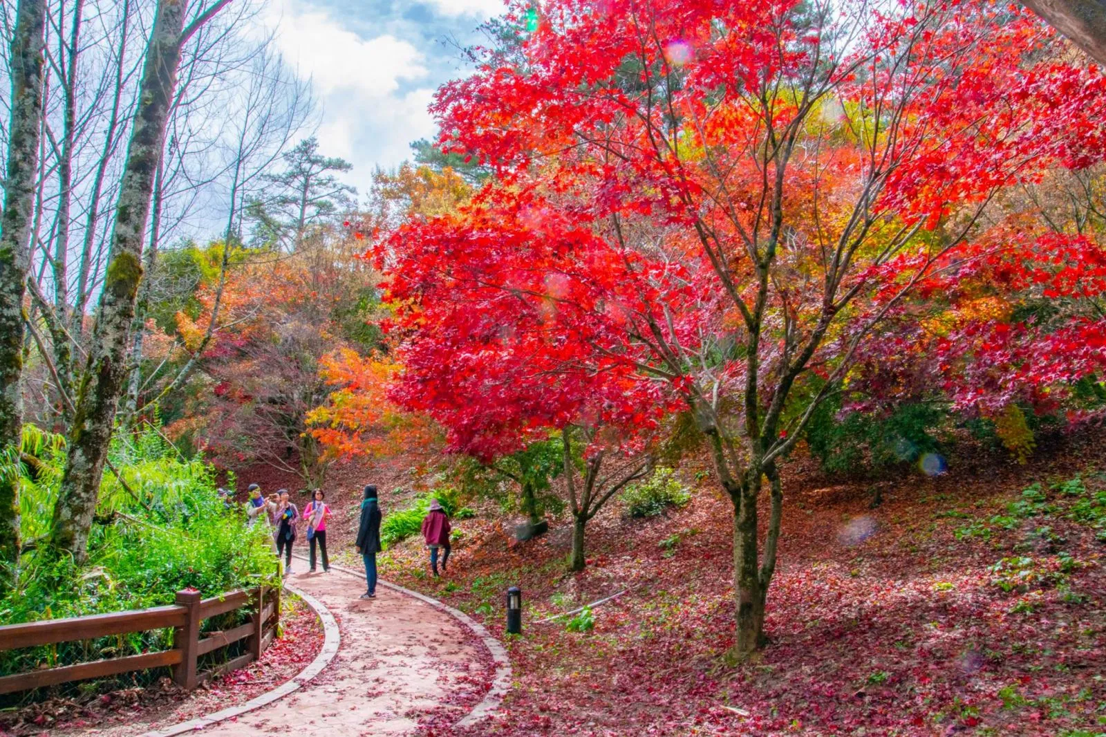 仙境福壽山楓醉松盧～武陵農場楓紅層層（繽紛二日遊）