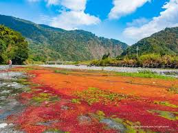 ★武界部落櫻花季～滿江紅之旅(探秘二日遊)