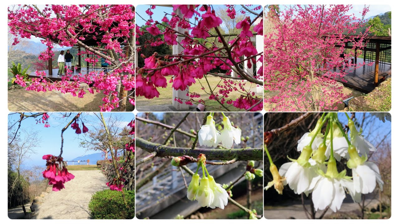 ★草嶺風景區～寒溪呢櫻花季．五元二角鄉情（樂活二日遊）