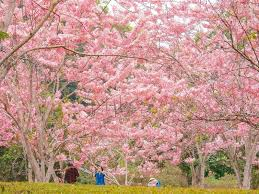 ★暨大櫻花季、車埕麝香木粉紅秘境（繽紛二日遊）