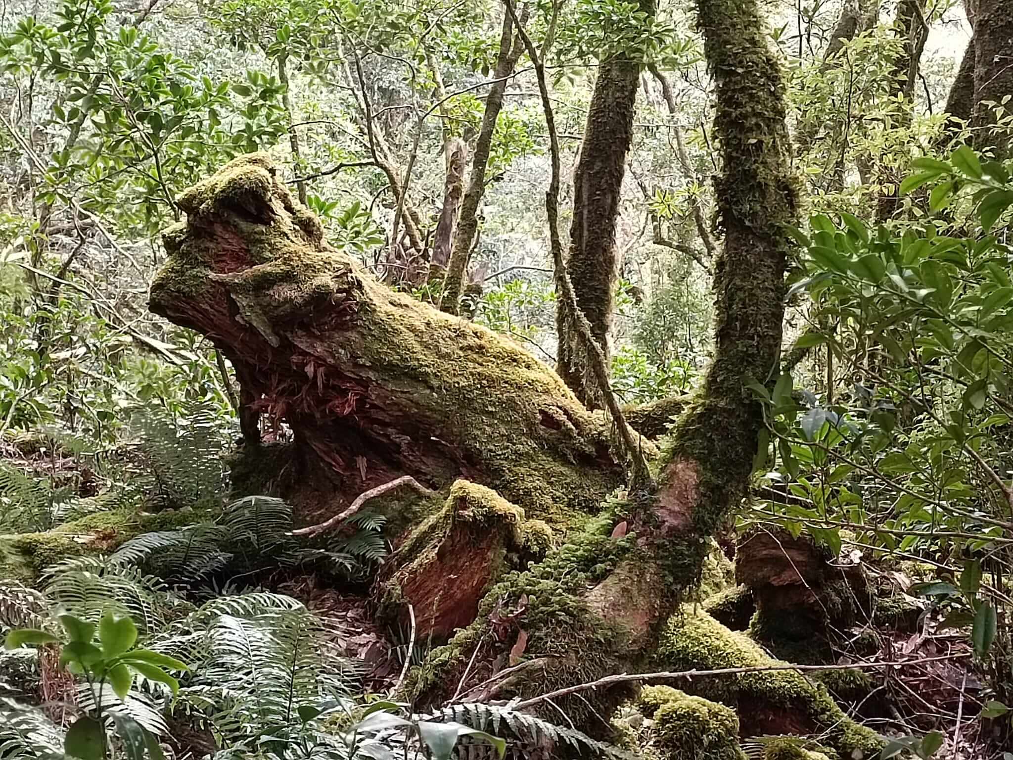 桃園★台版阿凡達秘境～塔曼山魔幻森林★