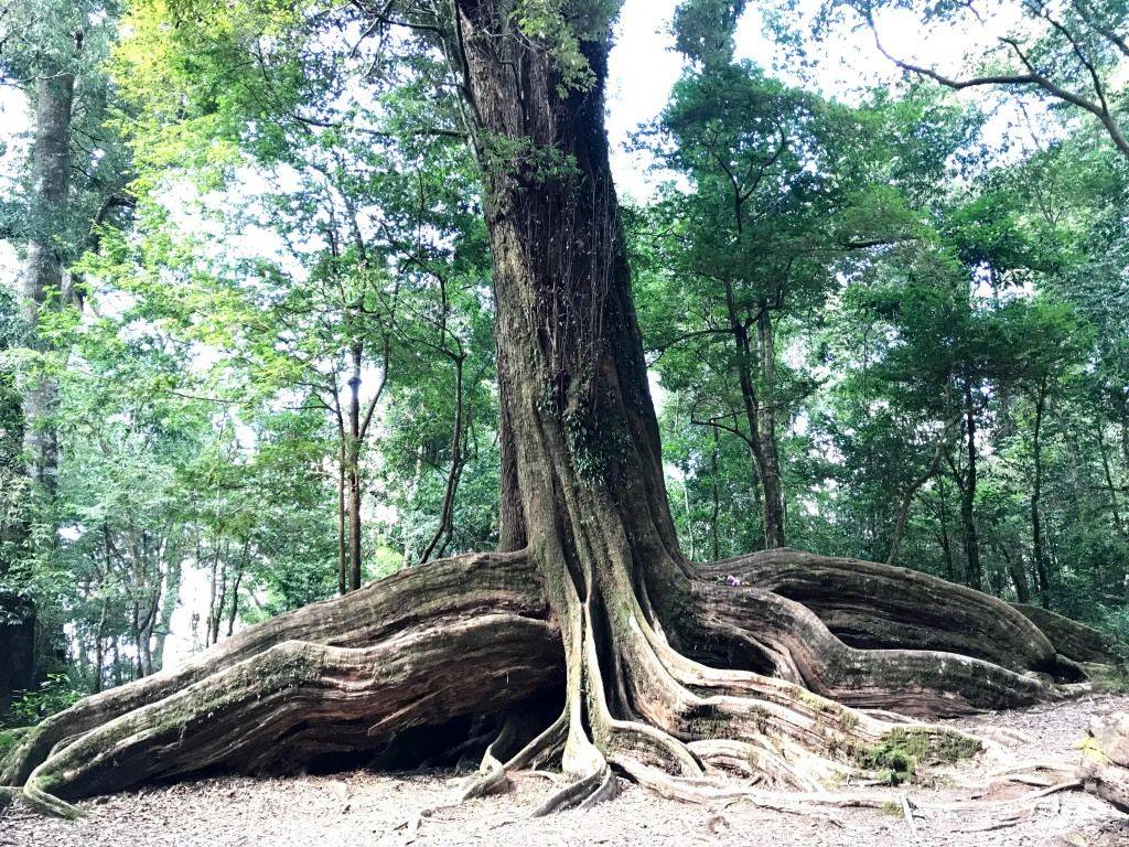 雪見司馬限林道～大板根神木森之旅（健行2日遊）